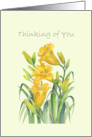 General Thinking of You Yellow Day Lilies Watercolor Illustration card