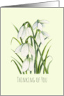 General Thinking of You White Snowdrops Watercolor Illustration card