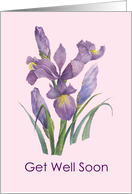 General Get Well Soon Purple Irises Flower Watercolor Painting card
