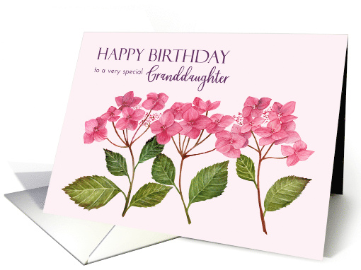 For Granddaughter on Birthday Pink Hydrangea Floral Illustration card