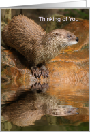 Thinking of You River Otter and Reflection in Still Waters Pun card