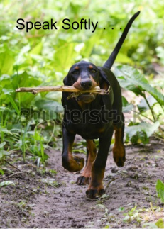 Coonhound Carrying a...