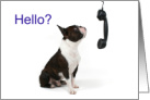 Boston Terrier with Telephone Handset Hello? Miss You! card