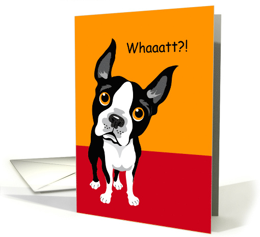 Humorous Boston Terrier with Surprised Look Asking Whaaatt?! card