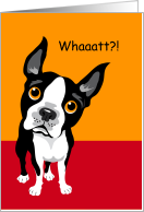Humorous Boston Terrier with Surprised Look Asking Whaaatt?! card