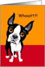 Humorous Boston Terrier with Surprised Look Asking Whaaatt?! card