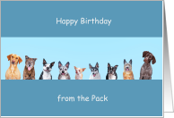 Humorous Happy Birthday from the Dog Pack Gender Neutral card