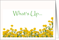 What’s Up Buttercup? Cheerful yellow buttercups card