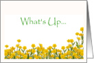 What’s Up Buttercup? Cheerful yellow buttercups card