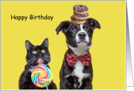 Happy Birthday Hope It’s Sweet Dog and Cat with Candy and Donuts card