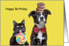 Happy Birthday Hope It’s Sweet Dog and Cat with Candy and Donuts card
