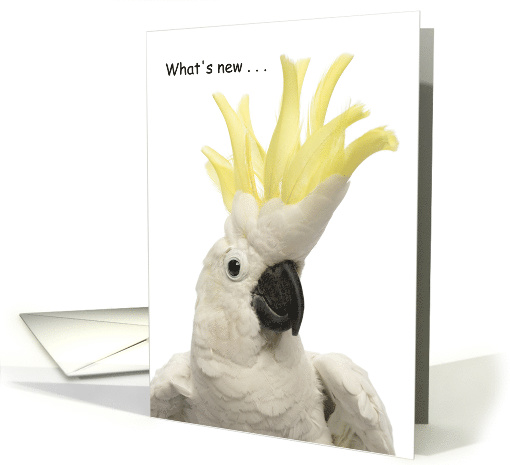 What's New Cockatoo? Thinking of You, Miss You card (1827866)