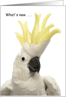 What’s New Cockatoo? Thinking of You, Miss You card