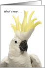 What’s New Cockatoo? Thinking of You, Miss You card