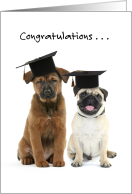 Cute Dogs Congratulations on Your Graduation from Both of Us card
