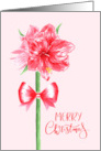 Merry Christmas with Watercolor Red Amaryllis Flower with Bow card