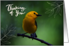 Thinking of You Blank Card Prothonotary Warber Yellow Bird Leaves card
