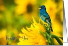 Thank You Indiigo Bunting Sunflower Field Blue Yellow Nature Lover card