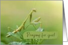 Praying for You Blank Inside Praying Mantis Nature Lover Insects card