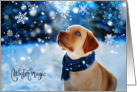 Christmas Holiday Yellow Lab Labrador Dog with Scarf in Snow Pet card