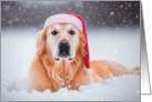 Christmas Holiday Golden Retriever in Snow Wearing Red Santa Hat card