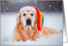 Christmas Holiday Golden Retriever in Snow Wearing Rainbow Santa Hat card