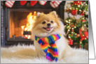 Christmas Holiday Pomeranian Dog with Rainbow Scarf and Fireplace card