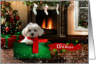 Christmas Holiday Maltese Matipoo Dog with Red Scarf Gift Box Present card