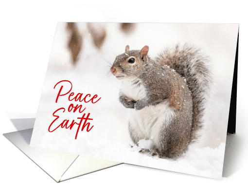 Peace on Earth Grey Squirrel in Snow Christmas Holiday Winter card