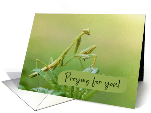 Praying for You Blank Inside Praying Mantis Nature Lover Insects card