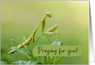 Praying for You...