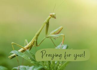 Praying for You...
