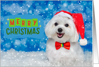 Merry Christmas Maltese Maltipoo Dog Snow Wearing Santa Hat Bow Tie card