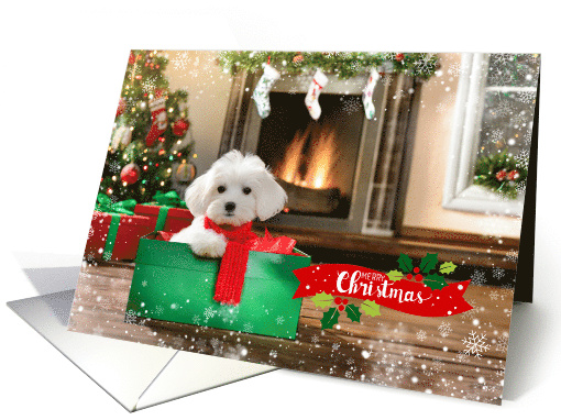 Christmas Holiday Maltese Matipoo Dog with Red Scarf Gift... (1805430)