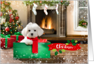 Christmas Holiday Maltese Matipoo Dog with Red Scarf Gift Box Present card