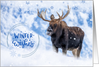 Christmas Holiday Yellowstone Moose in Winter Snow Teton Mountains card