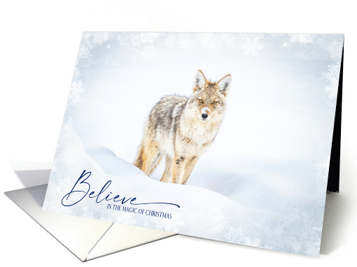 Gorgeous Coyote in Winter Wonderland Yellowstone Park... (1891982)