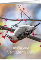 Hello Red Bellied Woodpecker in a Wahoo Berry Tree card