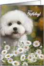 Bichon Frise Dog Birthday with Daisies and Bokeh Background card