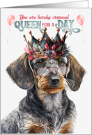 Birthday Wirehaired Dachshund Dog Funny Queen for a Day card
