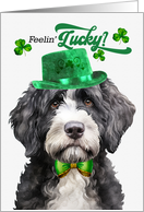 St Patrick’s Day Portuguese Water Dog Feelin’ Lucky Clovers card