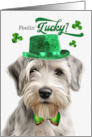 St Patrick’s Day Sealyham Terrier Dog Feelin’ Lucky Clovers card