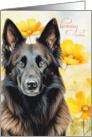 Birthday Belgian Tervuren Shepherd Dog and Golden Poppies card