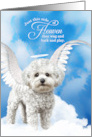 Pet Sympathy Loss of a Dog Bichon Frise Angel card