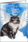 Pet Sympathy Loss of a Cat Bi Color Maine Coon Angel card