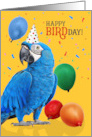 Hyacinth Macaw Parrot Birthday Humor with Balloons card