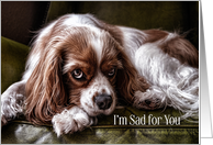 For Children Sympathy Sad Cocker Spaniel card
