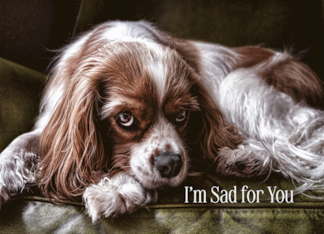 For Children Sympathy Sad Cocker Spaniel