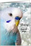 Thinking of You Blue Parakeet and Bokeh Favorite Peeps card