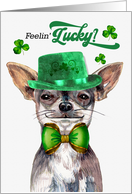 St Patrick’s Day Black Tan Chihuahua Dog Feelin’ Lucky Clovers card